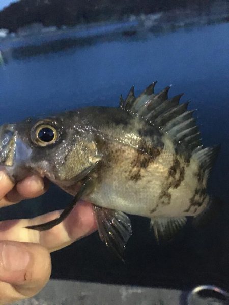 たかたか釣り日記