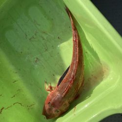 サビキの落とし込み！