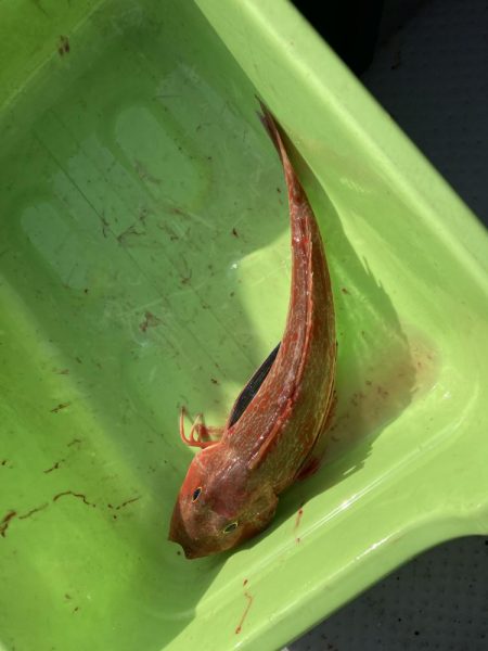 サビキの落とし込み！