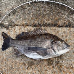 チヌをフカセ釣りで