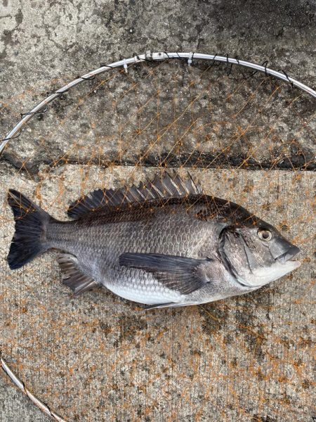 チヌをフカセ釣りで