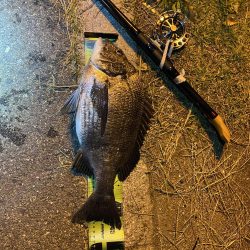 ヘチってきました