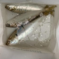 コノシロ釣り