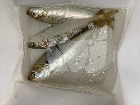 コノシロ釣り