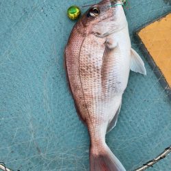 蒲生田沖で真鯛