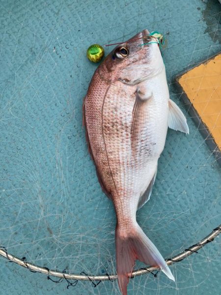 蒲生田沖で真鯛