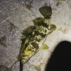 タケノコメバル