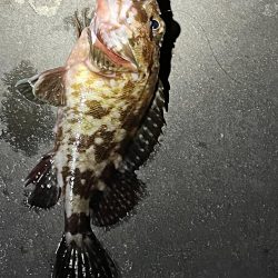 ガシラは裏切らない