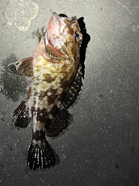 ガシラは裏切らない