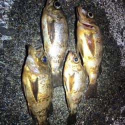 月下美人の鮭フレークカラーで、、