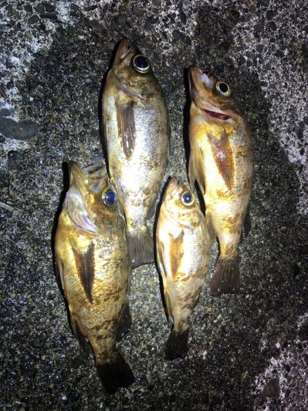 月下美人の鮭フレークカラーで、、