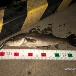 バチ抜けシーバス