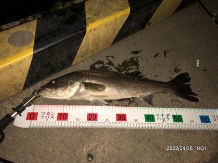 バチ抜けシーバス