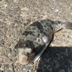 ヘチ釣りでキビレGET