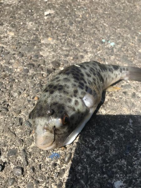 ヘチ釣りでキビレGET