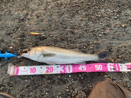 春の遠州灘でマキマキ大活躍！