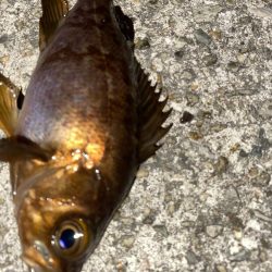 フロートゲーム