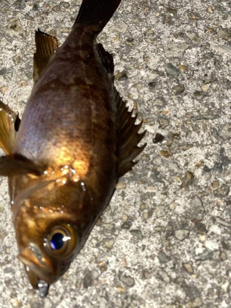 フロートゲーム