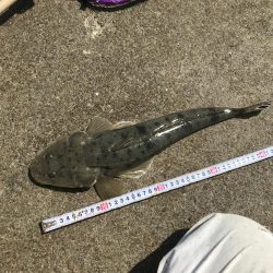 かわいいサイズですが。。