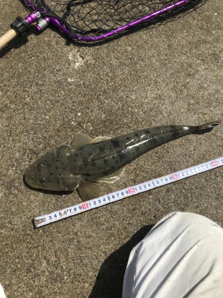 かわいいサイズですが。。