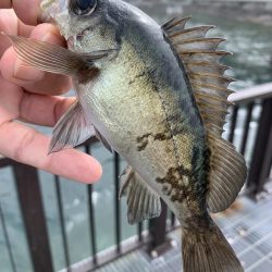 メバル釣れるϵ( \’Θ\’ )϶