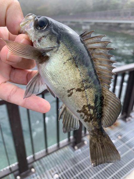 メバル釣れるϵ( \'Θ\�…