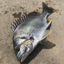 ヘチ釣りでキビレGET