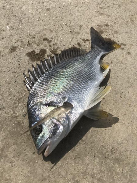 ヘチ釣りでキビレGET