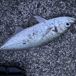 夕マズメアジング