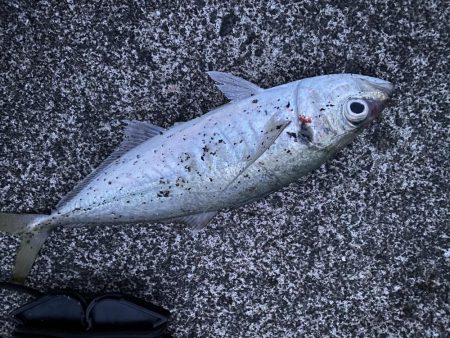 夕マズメアジング