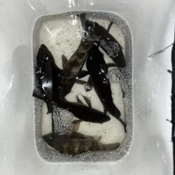 フロートでメバリング