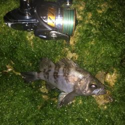 初心を思い出すメバリング