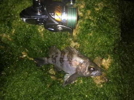 初心を思い出すメバリング