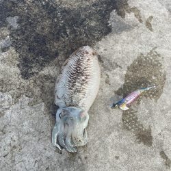 エギング コウイカ