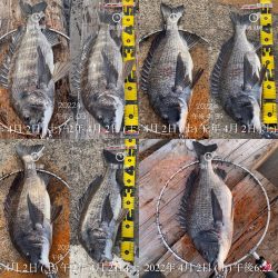 南港ヘチ釣り　午後爆