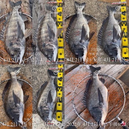 南港ヘチ釣り　午後爆