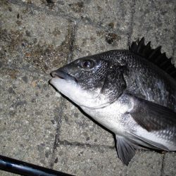 ポツポツと釣れる感じ…