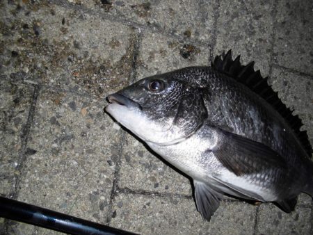 ポツポツと釣れる感じ…