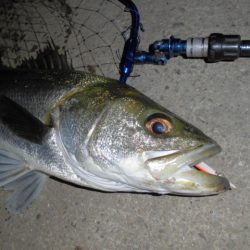 時合いめっちゃ短い…