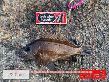 まずめ時がすごかった