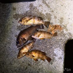 数はそこそこでした