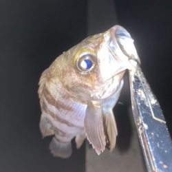 厳しいメバリング