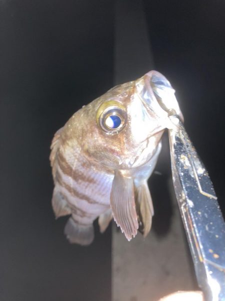 厳しいメバリング