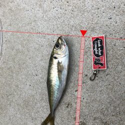 デカアジ、未だ出ず