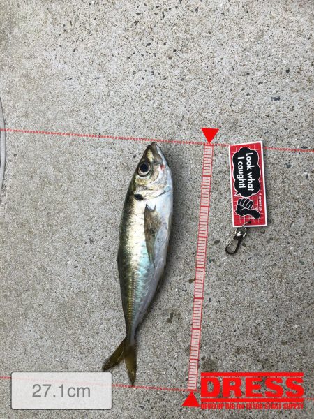 デカアジ、未だ出ず