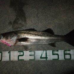 シーバス絶好調!