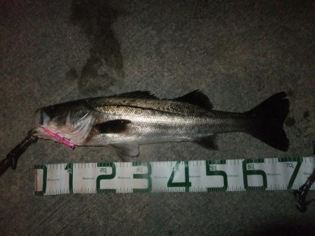 シーバス絶好調!