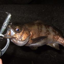 いよいよメバリング最盛期へ