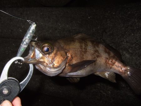 いよいよメバリング最盛期へ