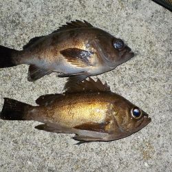 メバリング・餌釣り